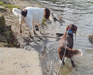 de la Couvélie - Nahtoo, bientôt des chiots ?