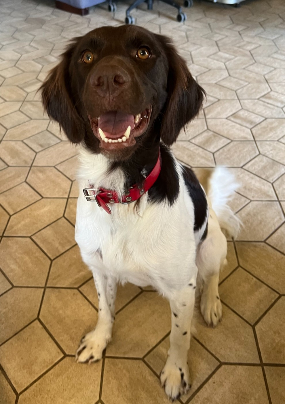 Tempest Lake dite Tokyo De La Ferme Des Forestiers