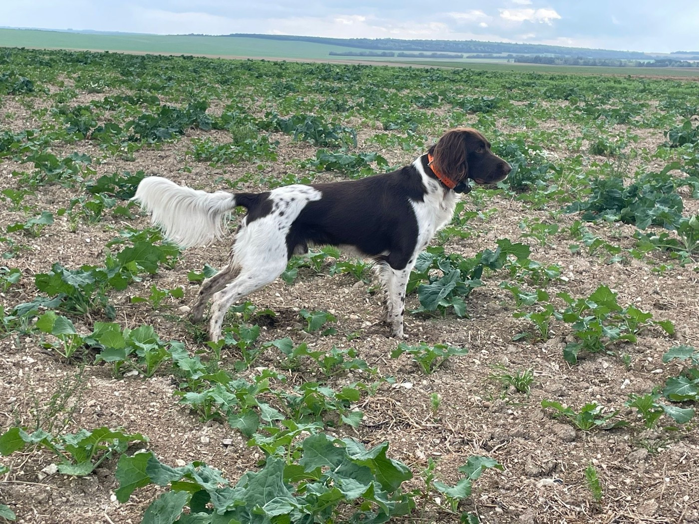 de la Couvélie - Tokyo a été saillie fin janvier