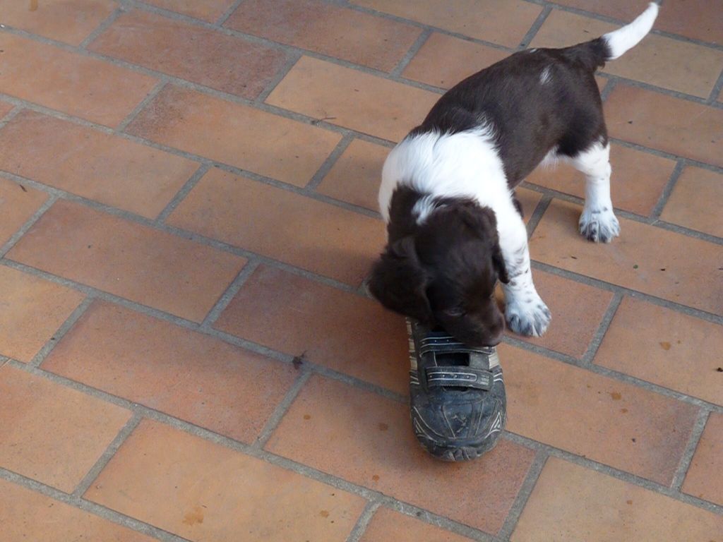 Mères et chiots