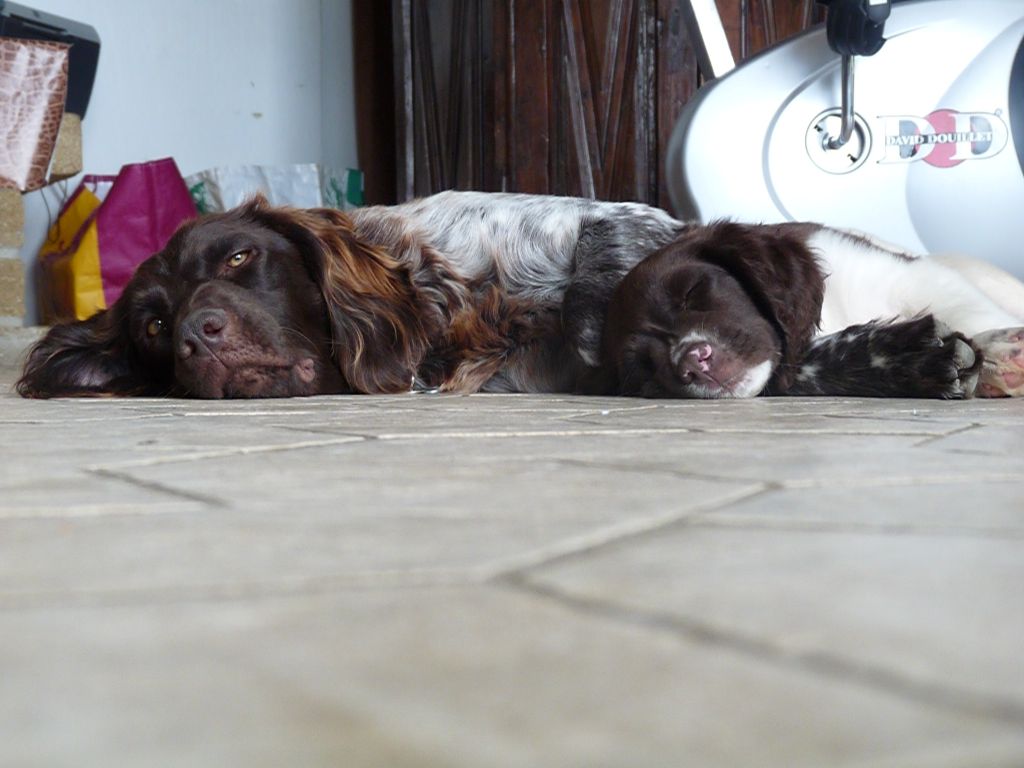 Les chiens à la maison