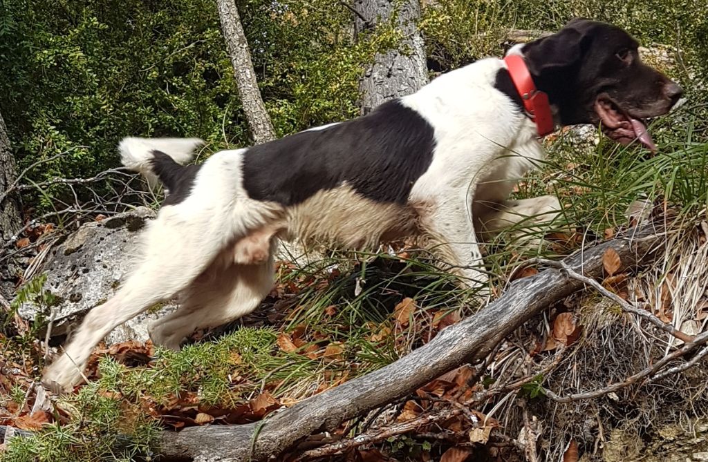 Chasse
